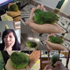 Dr. Lee's Pet Bird Little Jade